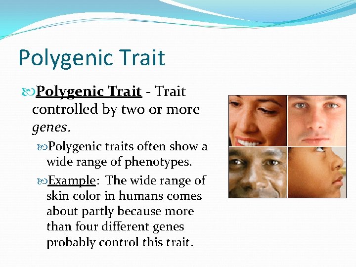 Polygenic Trait - Trait controlled by two or more genes. Polygenic traits often show