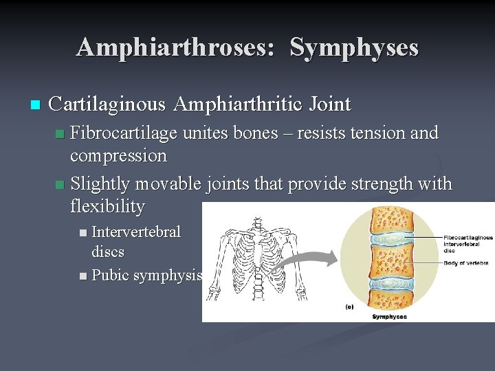 Amphiarthroses: Symphyses n Cartilaginous Amphiarthritic Joint Fibrocartilage unites bones – resists tension and compression