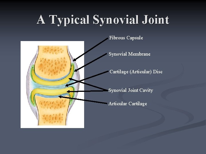 A Typical Synovial Joint Fibrous Capsule Synovial Membrane Cartilage (Articular) Disc Synovial Joint Cavity