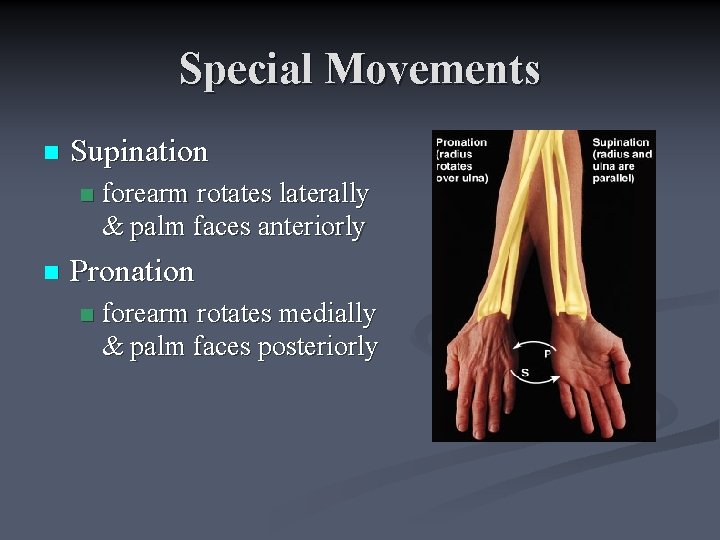 Special Movements n Supination n n forearm rotates laterally & palm faces anteriorly Pronation