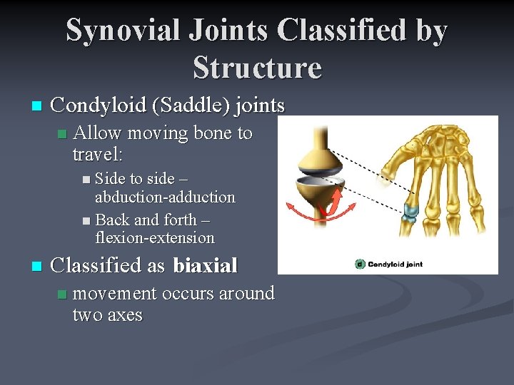 Synovial Joints Classified by Structure n Condyloid (Saddle) joints n Allow moving bone to