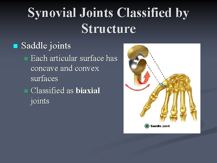 Synovial Joints Classified by Structure n Saddle joints Each articular surface has concave and