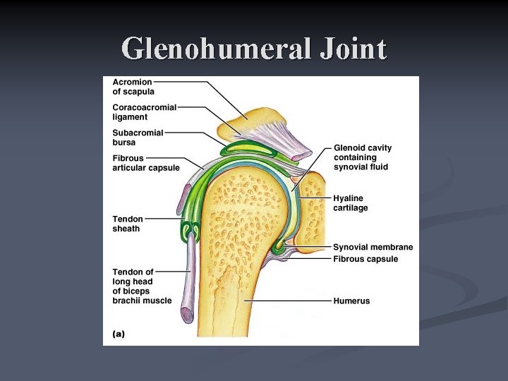 Glenohumeral Joint 