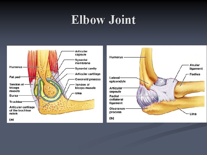 Elbow Joint 