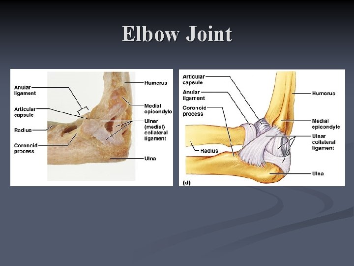 Elbow Joint 