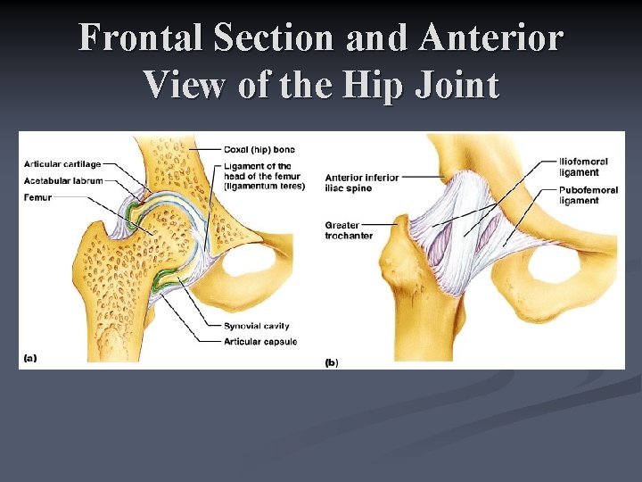 Frontal Section and Anterior View of the Hip Joint 