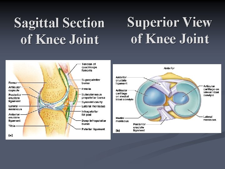 Sagittal Section of Knee Joint Superior View of Knee Joint 