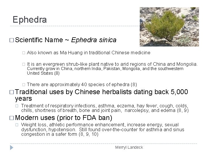 Ephedra � Scientific Name ~ Ephedra sinica � Also known as Ma Huang in