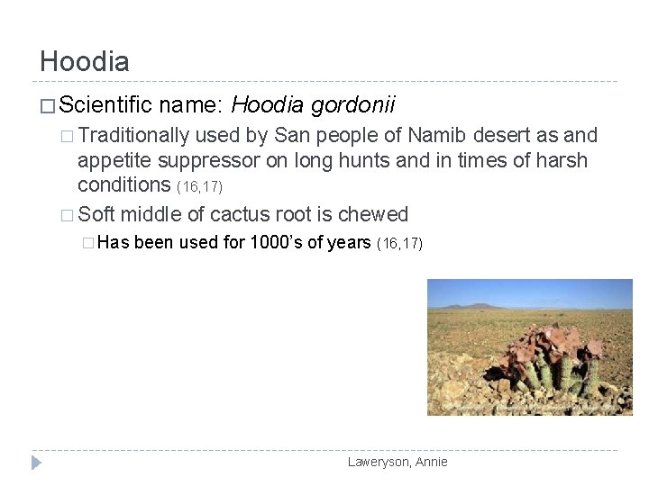 Hoodia � Scientific name: Hoodia gordonii � Traditionally used by San people of Namib