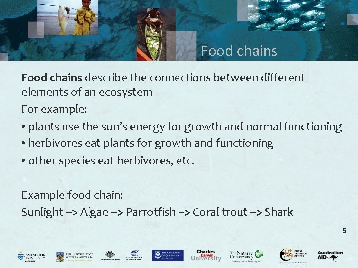 Food chains describe the connections between different elements of an ecosystem For example: •