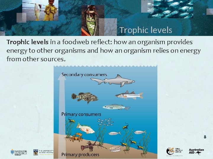 Trophic levels in a foodweb reflect: how an organism provides energy to other organisms