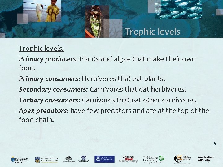 Trophic levels: Primary producers: Plants and algae that make their own food. Primary consumers: