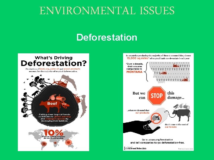 ENVIRONMENTAL ISSUES Deforestation 