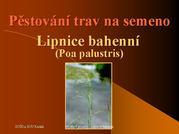 Pěstování trav na semeno Lipnice bahenní (Poa palustris) SOŠS a SOU Kadaň Víceleté pícniny
