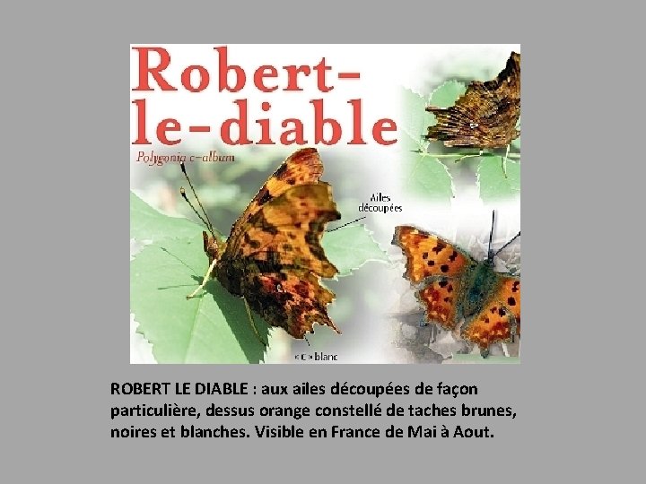 ROBERT LE DIABLE : aux ailes découpées de façon particulière, dessus orange constellé de