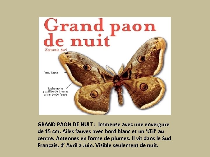 GRAND PAON DE NUIT : Immense avec une envergure de 15 cm. Ailes fauves