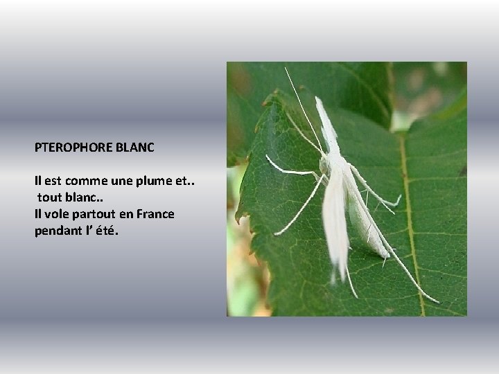 PTEROPHORE BLANC Il est comme une plume et. . tout blanc. . Il vole