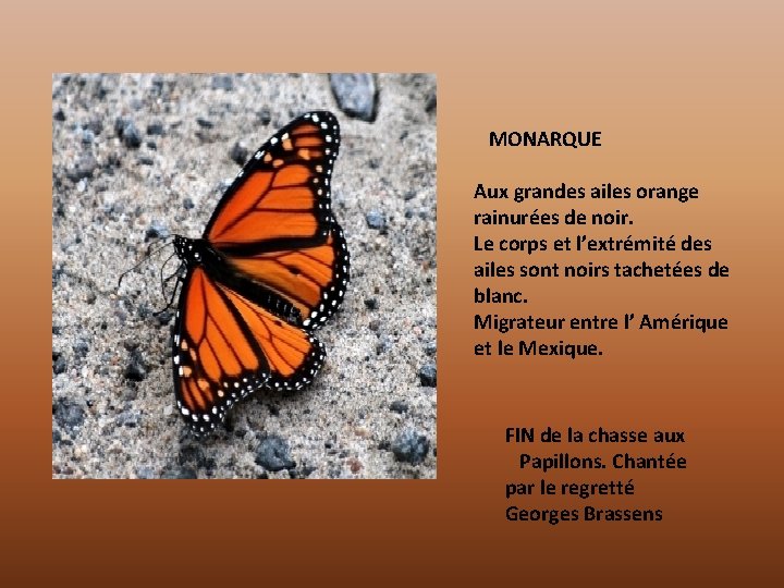 MONARQUE Aux grandes ailes orange rainurées de noir. Le corps et l’extrémité des ailes