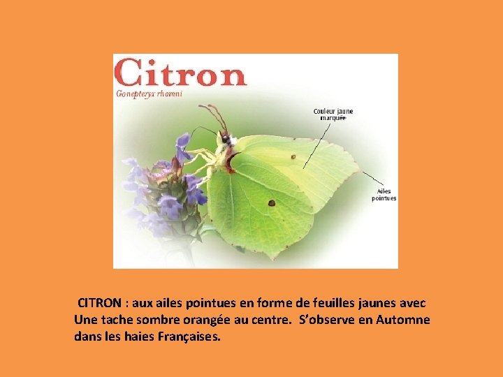 CITRON : aux ailes pointues en forme de feuilles jaunes avec Une tache sombre