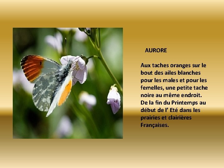 AURORE Aux taches oranges sur le bout des ailes blanches pour les males et