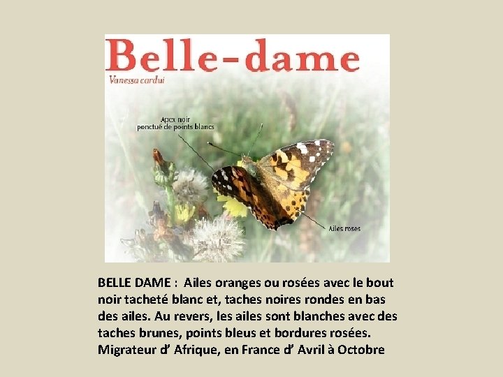 BELLE DAME : Ailes oranges ou rosées avec le bout noir tacheté blanc et,