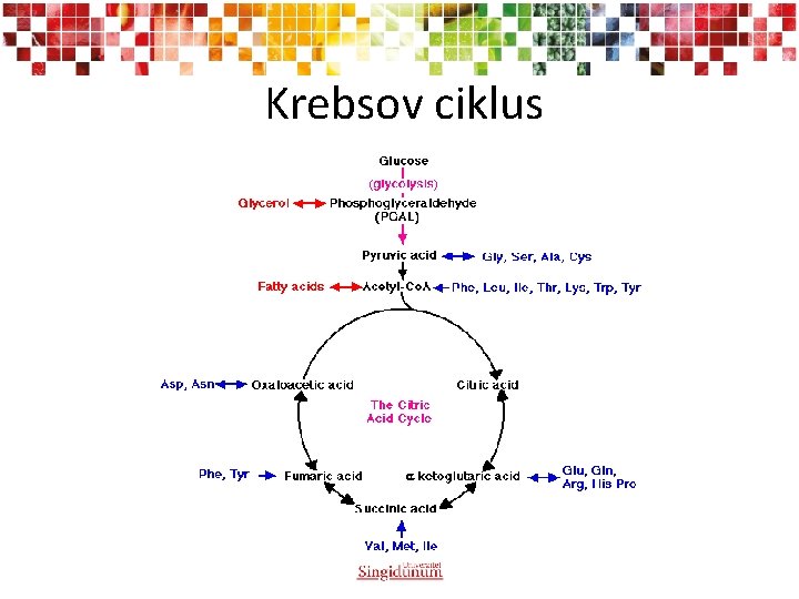 Krebsov ciklus 
