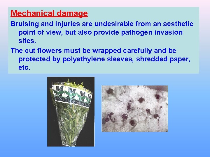 Mechanical damage Bruising and injuries are undesirable from an aesthetic point of view, but Mechanical damage Bruising and injuries are undesirable from an aesthetic point of view, but