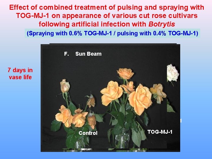 Effect of combined treatment of pulsing and spraying with TOG-MJ-1 on appearance of various