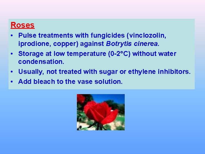 Roses • Pulse treatments with fungicides (vinclozolin, iprodione, copper) against Botrytis cinerea. • Storage