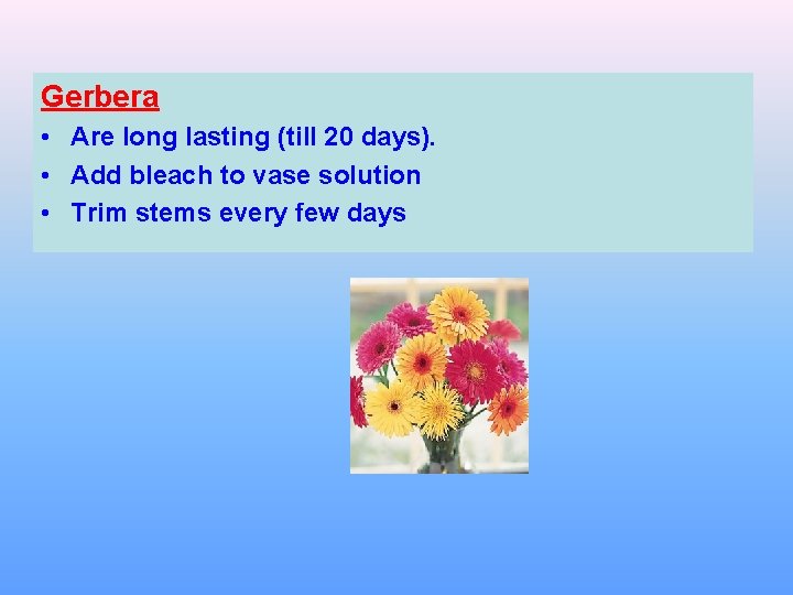 Gerbera • Are long lasting (till 20 days). • Add bleach to vase solution