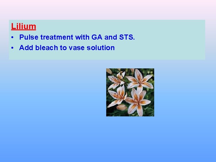 Lilium • Pulse treatment with GA and STS. • Add bleach to vase solution