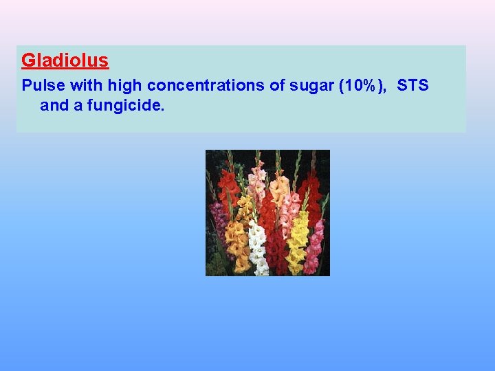 Gladiolus Pulse with high concentrations of sugar (10%), STS and a fungicide. 