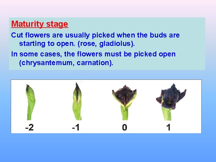 Maturity stage Cut flowers are usually picked when the buds are starting to open.