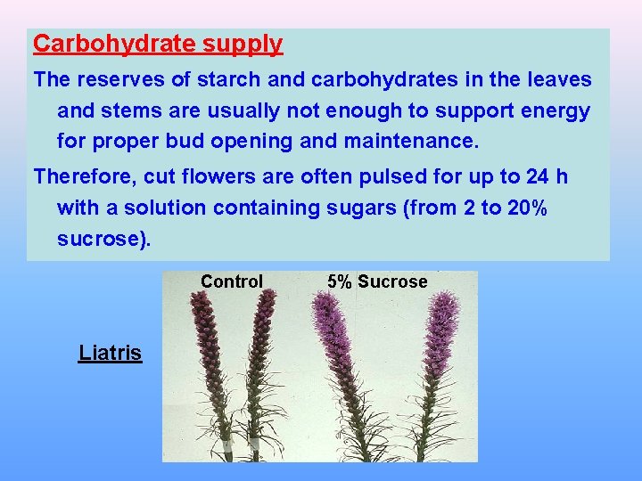 Carbohydrate supply The reserves of starch and carbohydrates in the leaves and stems are