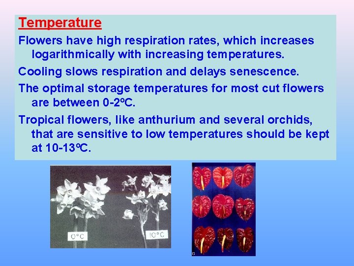 Temperature Flowers have high respiration rates, which increases logarithmically with increasing temperatures. Cooling slows