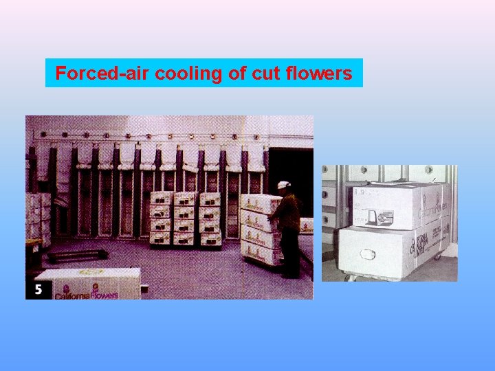Forced-air cooling of cut flowers Forced-air cooling of cut flowers