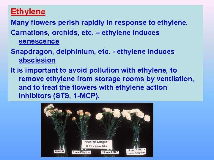 Ethylene Many flowers perish rapidly in response to ethylene. Carnations, orchids, etc. – ethylene