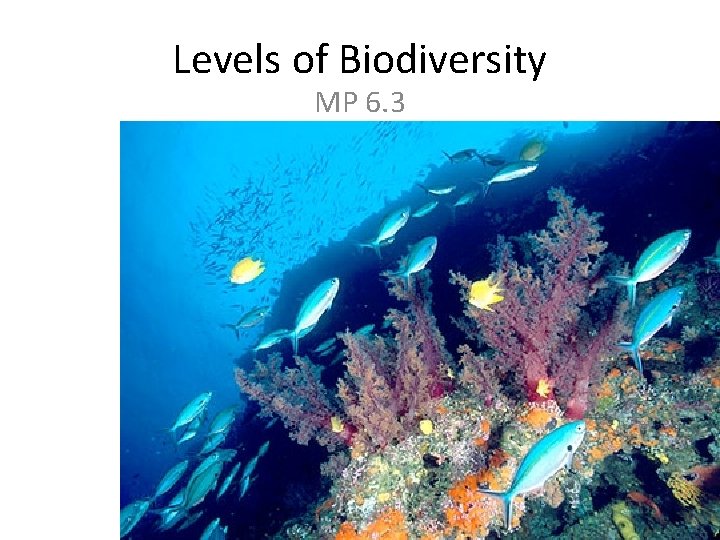 Levels of Biodiversity MP 6. 3 