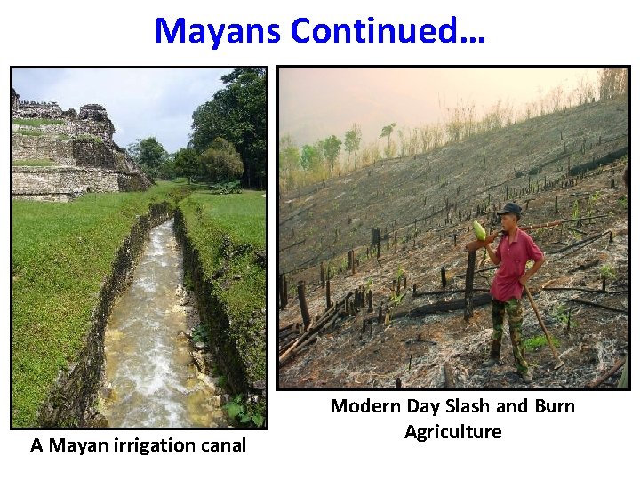 Mayans Continued… A Mayan irrigation canal Modern Day Slash and Burn Agriculture Mayans Continued… A Mayan irrigation canal Modern Day Slash and Burn Agriculture
