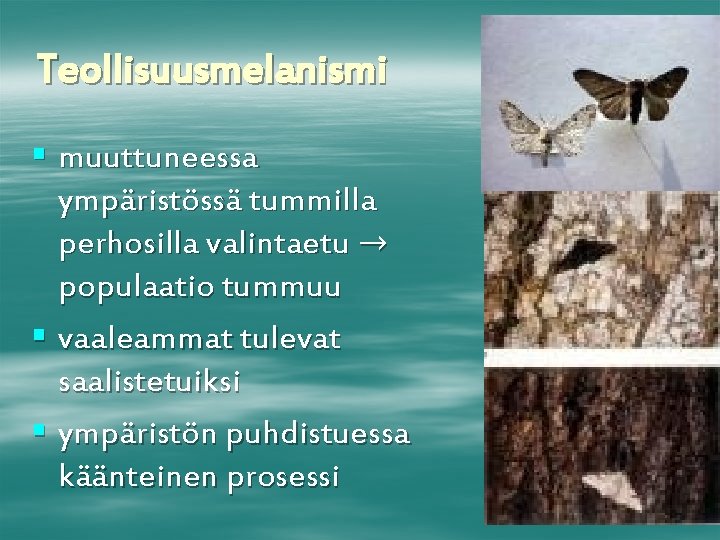 Teollisuusmelanismi § muuttuneessa ympäristössä tummilla perhosilla valintaetu → populaatio tummuu § vaaleammat tulevat saalistetuiksi