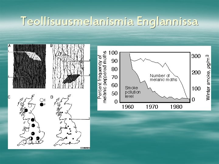 Teollisuusmelanismia Englannissa 