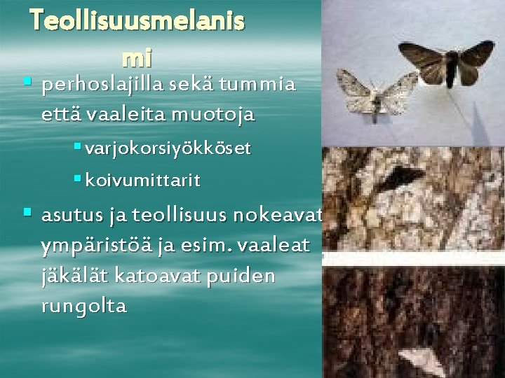 Teollisuusmelanis mi § perhoslajilla sekä tummia että vaaleita muotoja § varjokorsiyökköset § koivumittarit §