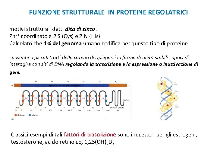 FUNZIONE STRUTTURALE IN PROTEINE REGOLATRICI motivi strutturali detti dita di zinco. Zn 2+ coordinato