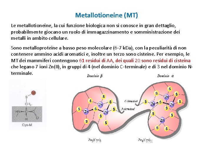 Metallotioneine (MT) Le metallotioneine, la cui funzione biologica non si conosce in gran dettaglio,