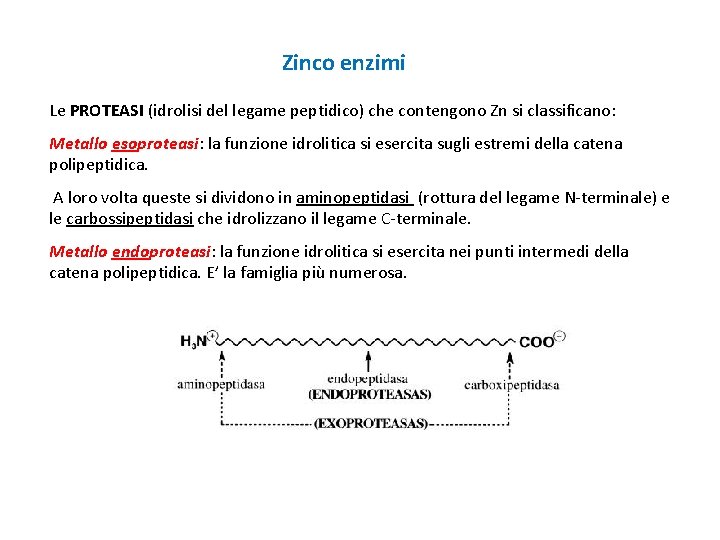 Zinco enzimi Le PROTEASI (idrolisi del legame peptidico) che contengono Zn si classificano: Metallo