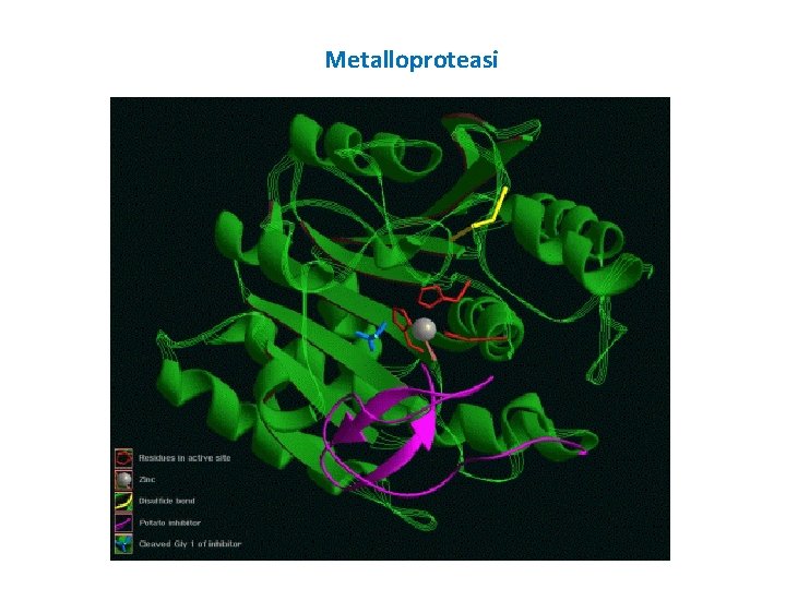 Metalloproteasi 