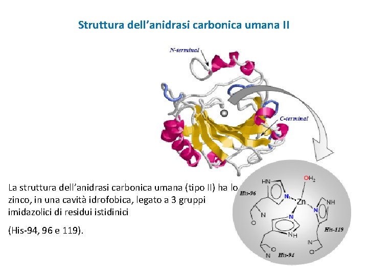 Struttura dell’anidrasi carbonica umana II La struttura dell’anidrasi carbonica umana (tipo II) ha lo