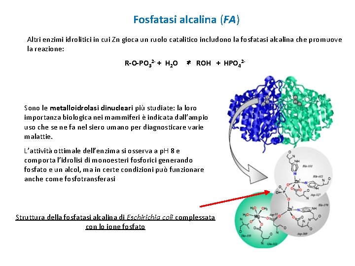 Fosfatasi alcalina (FA) Altri enzimi idrolitici in cui Zn gioca un ruolo catalitico includono