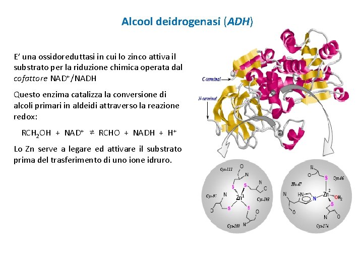 Alcool deidrogenasi (ADH) E’ una ossidoreduttasi in cui lo zinco attiva il substrato per