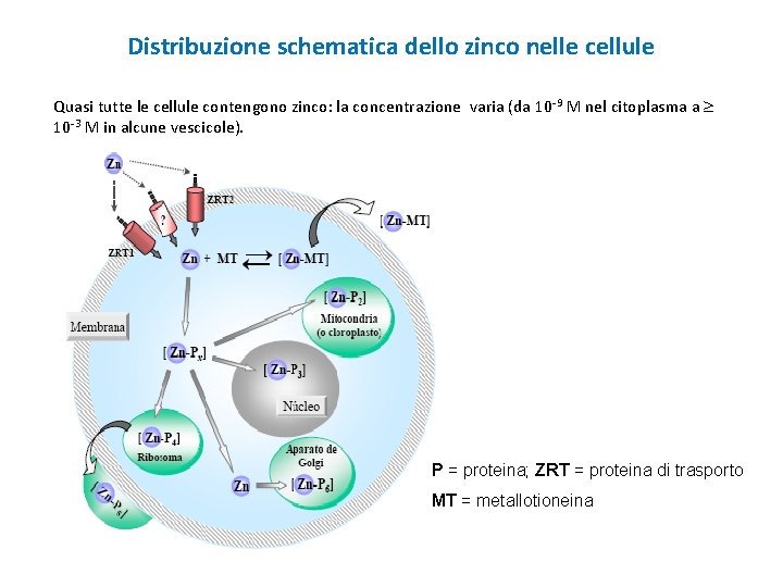 Distribuzione schematica dello zinco nelle cellule Quasi tutte le cellule contengono zinco: la concentrazione